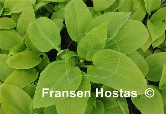 Hosta Paradise Road